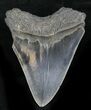 Serrated Megalodon Tooth - South Carolina #28030-1